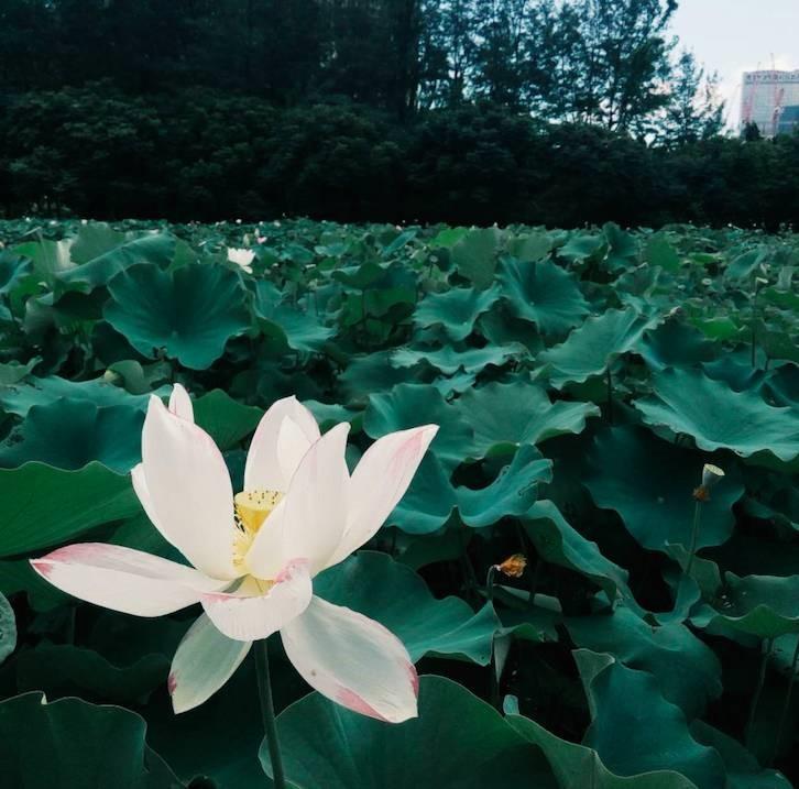 澳门六月天气 第7页